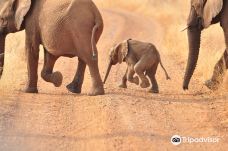 Madikwe Game Reserve-济勒斯特