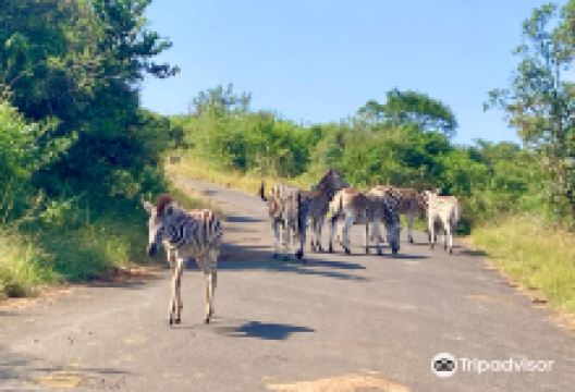 Hluhluwe - iMfolozi Park Wilderness Area景点图片
