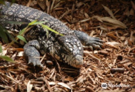 Bugtopia The Zoo景点图片