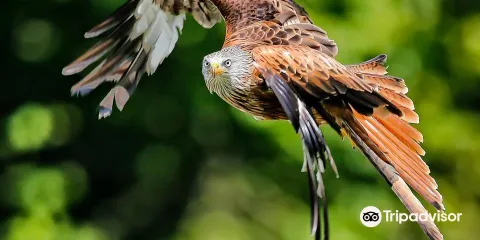 The British Bird of Prey Centre