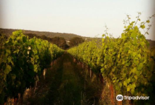 Korenika & Moskon Winery景点图片