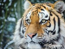 阿默斯福特动物园-阿默斯福特