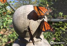 All A Flutter Farms LLC景点图片