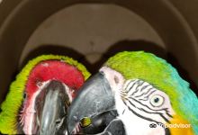 Uncle Sandy's Macaw Bird Park景点图片