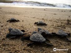 Playa Chila Turtle Camp-萨古阿潘德阿米帕斯