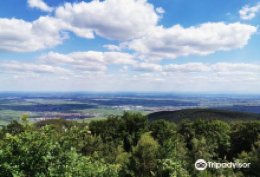 Naturschutzgebiet Kleine Kalmit景点图片