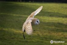 Turbary Woods Owl and Bird of Prey Sanctuary景点图片