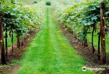 Heritage Vineyards Winery景点图片
