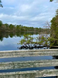 Belleplain State Forest-丹尼斯