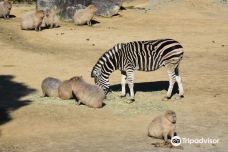 Tokushima Zoo-德岛