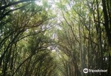 Túnel Verde景点图片