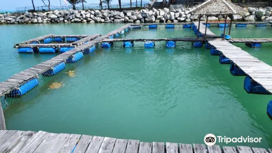 Tukik Babel Sea Turtle Hatchery