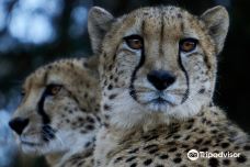 死水潭考拉和野生动物公园-Sancrox