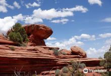 White Rim Overlook Trl景点图片