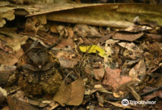 Analamazaotra Special Reserve景点图片