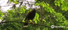 Battlefield Falconry Centre-Pimhill