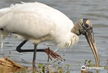 Hilton Head Island Birding Trail景点图片