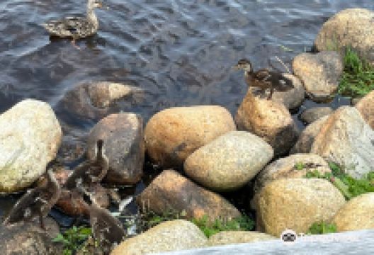 Cobb's Pond Rotary Park景点图片