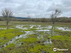 Jackson-Frazier Wetlands-本顿县