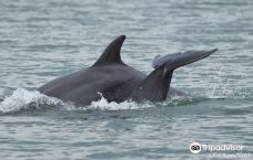 Shannon Dolphin and Wildlife Centre-克莱尔郡
