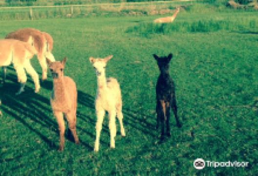 Cotswold Vale Alpacas景点图片