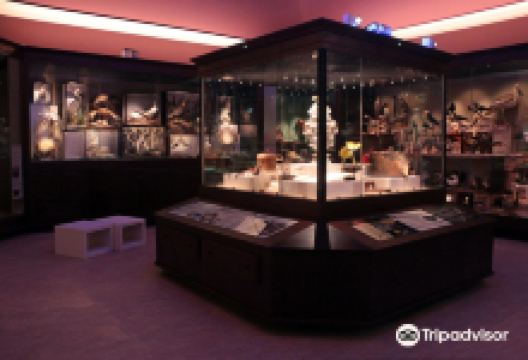 Warrington Museum & Art Gallery景点图片