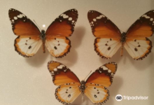 Musee des Papillons景点图片
