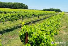 Cauble Creek Vineyard景点图片