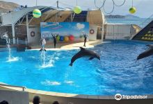 Dolphinarium Koktebel景点图片