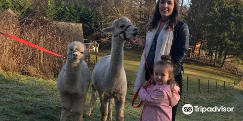 David’s Hill Alpacas