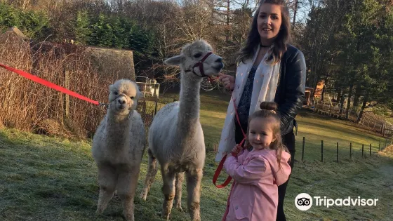 David’s Hill Alpacas