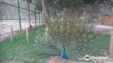 Bandarabbas Birdgarden-阿巴斯港