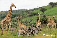 Amatikulu Nature Reserve景点图片