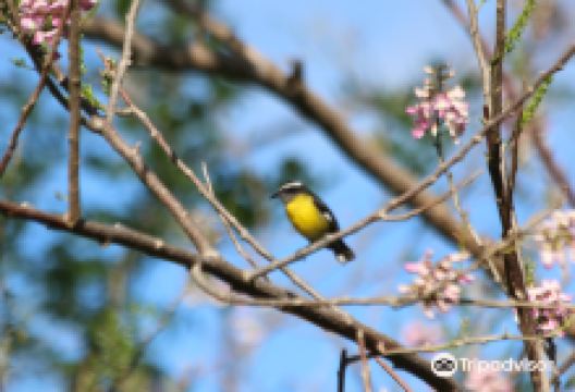 Grafton Caledonia Wildlife Sanctuary景点图片