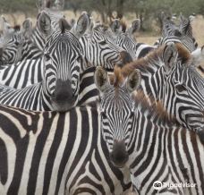 African Pangolin Safaris-达累斯萨拉姆