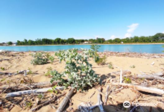 Riserva Naturale Foce Del Tagliamento景点图片
