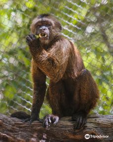 Akumal Monkey Sanctuary-图卢姆