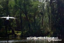 Observacion de aves en Xochimilco景点图片