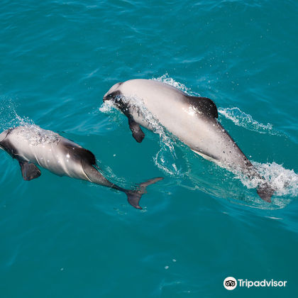 新西兰基督城阿卡罗阿海豚观赏航行一日游