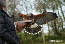 Jersey Falconry景点图片