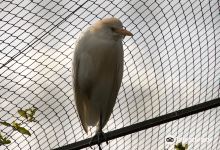 El Rincon de las Aves景点图片