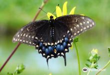 Ormond Beach Environmental Discovery Center景点图片