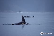 Seward Ocean Excursions-西沃德