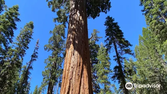 General Grant Tree Trail
