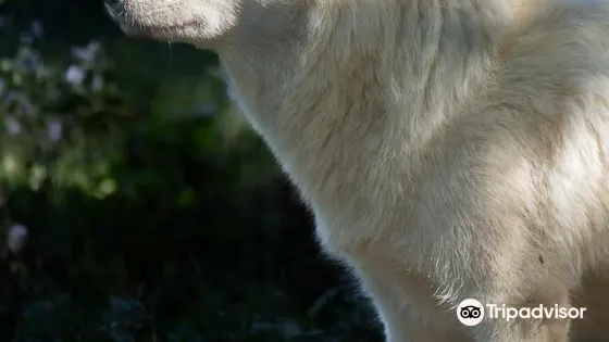 Wolf Sanctuary of PA