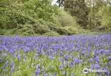 Moor Copse Nature Reserve景点图片