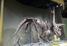 Sam Noble Oklahoma Museum of Natural History景点图片