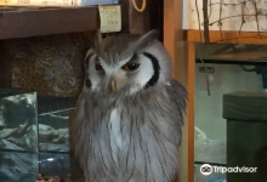 Cafe little ZOO景点图片