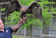 Southeastern Raptor Center景点图片