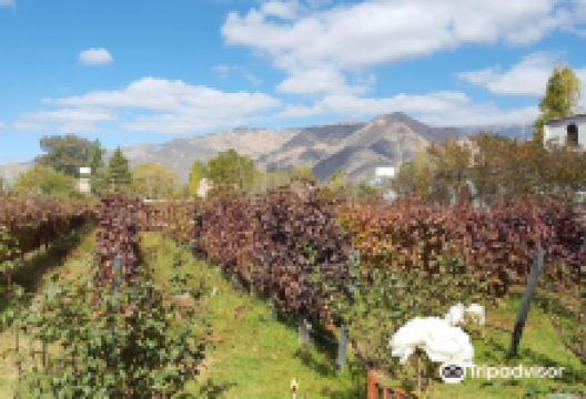 Bodega Domingo Hermanos景点图片